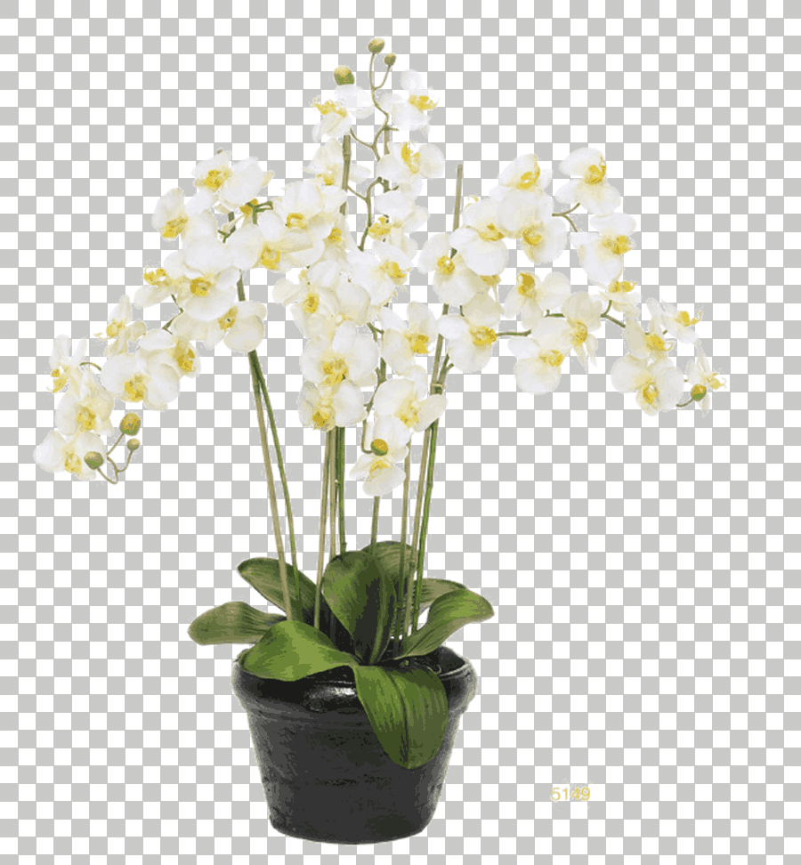 White Moth Orchid in Flowerpot