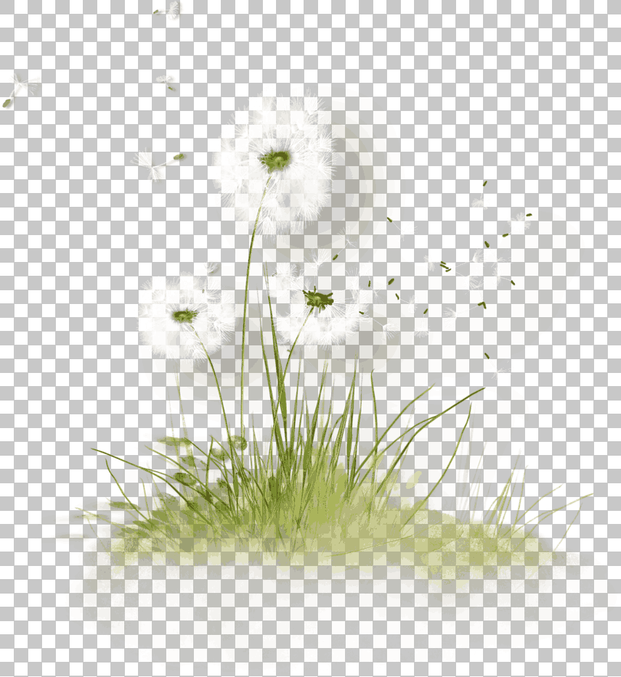 Dandelion Flower on Grass