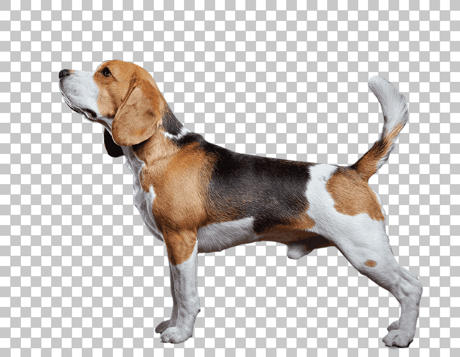 Beagle-Harrier American Foxhound English Foxhound