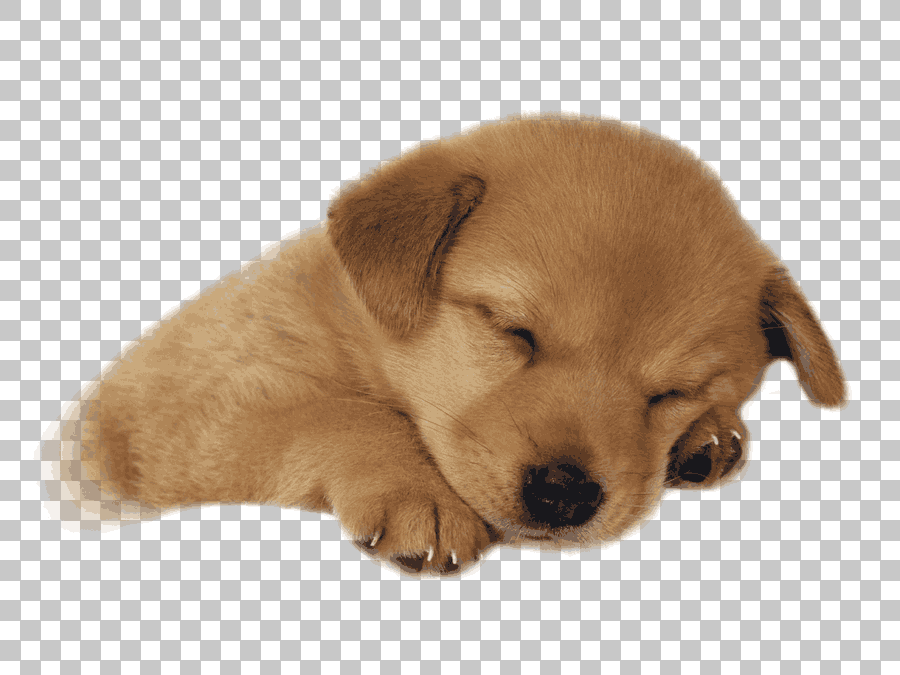 Golden Retriever Puppy Sleeping