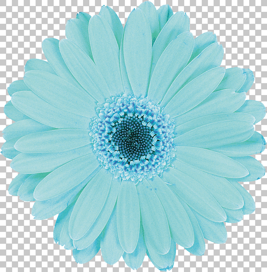 Aqua Gerbera Daisy Flower