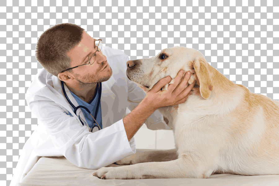 Dog Veterinarian Clinic