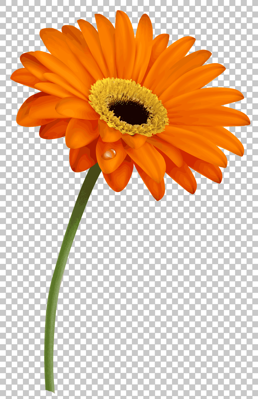 Orange Gerbera Daisy and Butterfly Weed