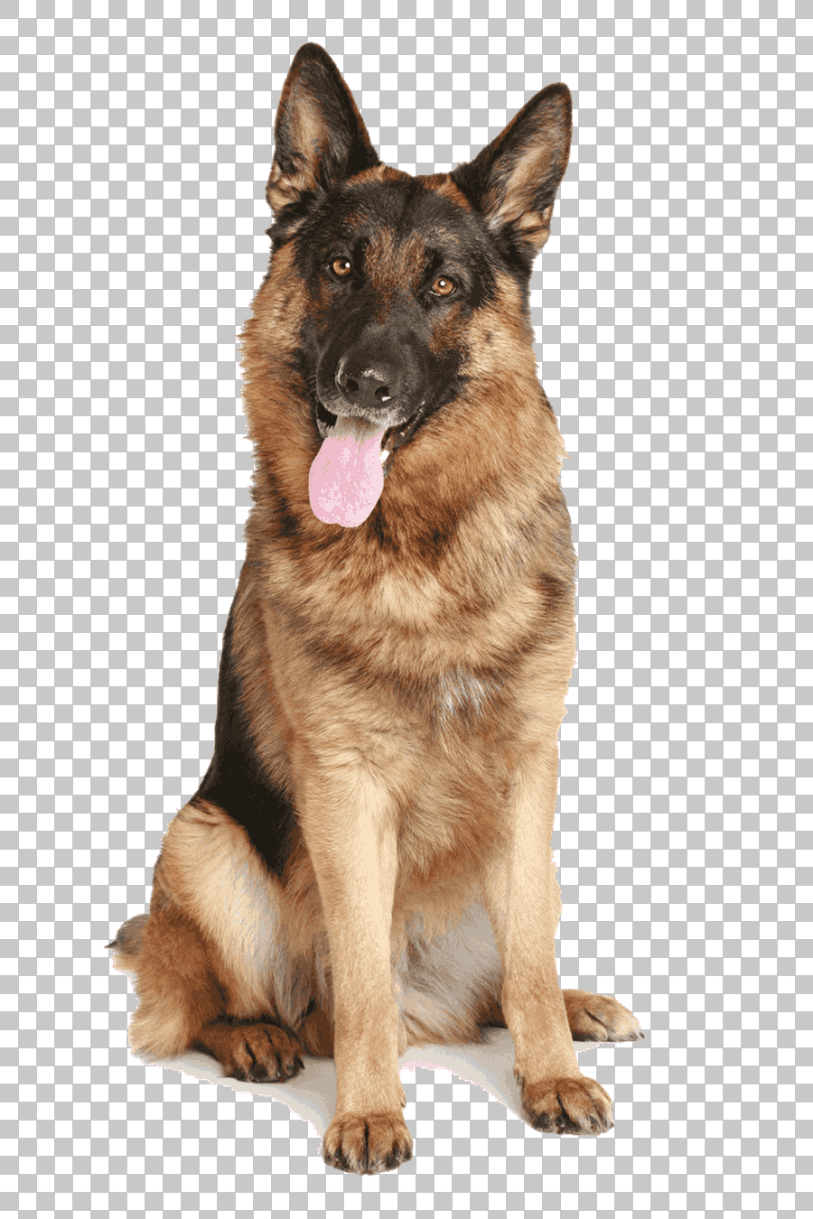 Old German Shepherd Dog