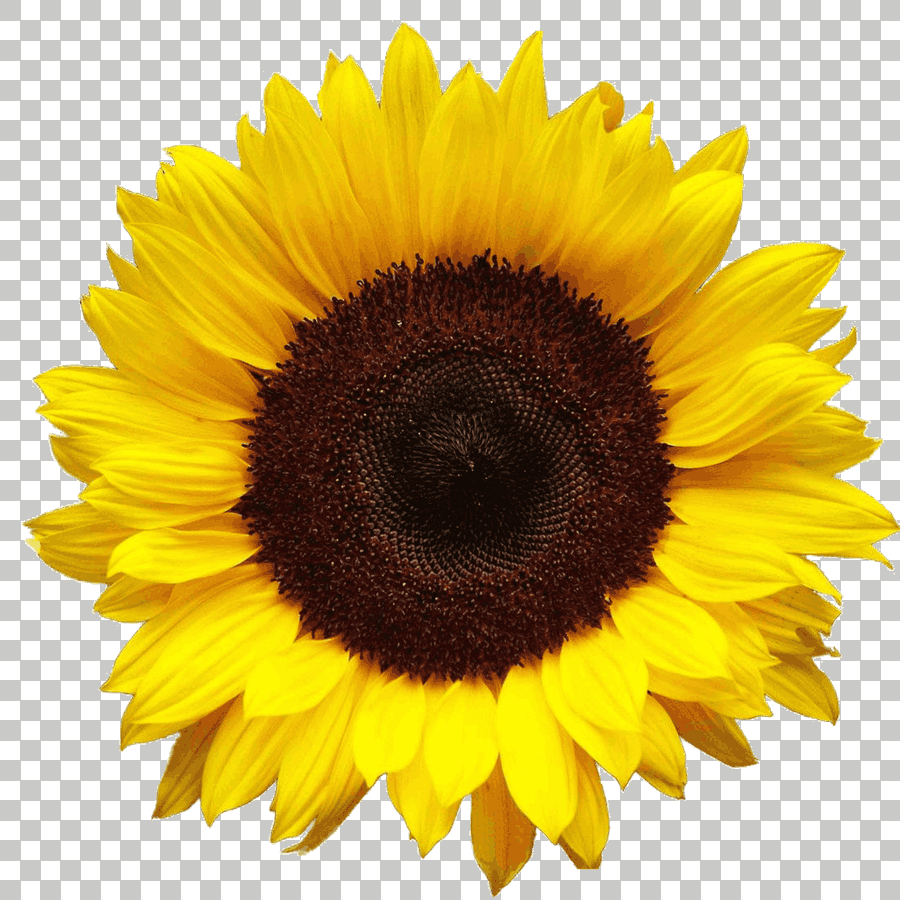 Yellow and Brown Sunflower