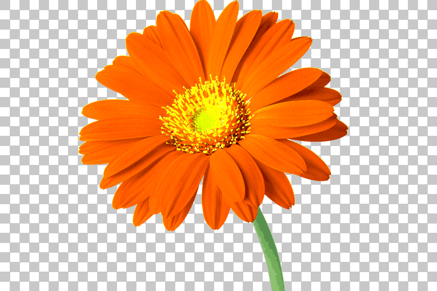 Cut Common Daisy and Gerbera Flowers