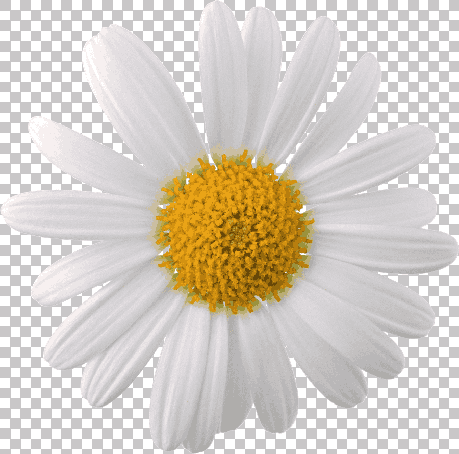 White Daisy Flower