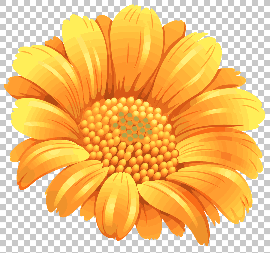 Orange Sunflower