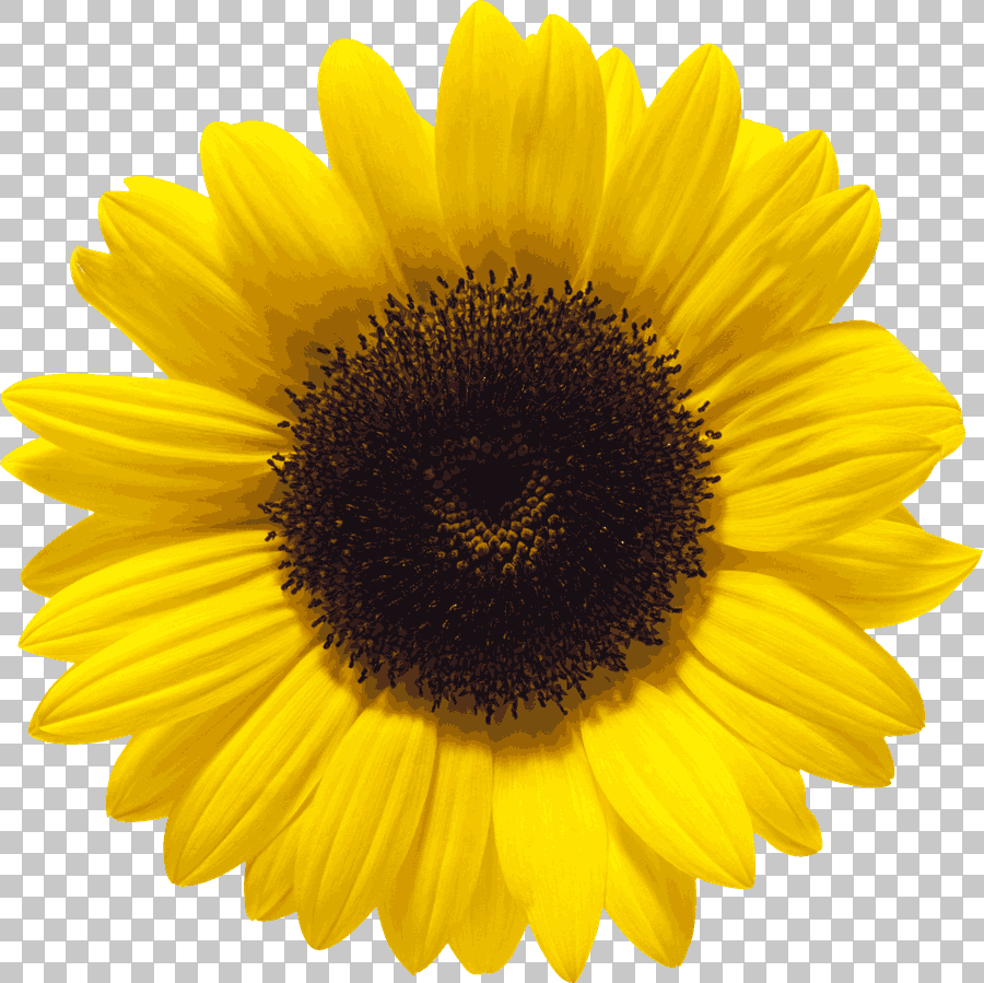 Common Sunflower Yellow