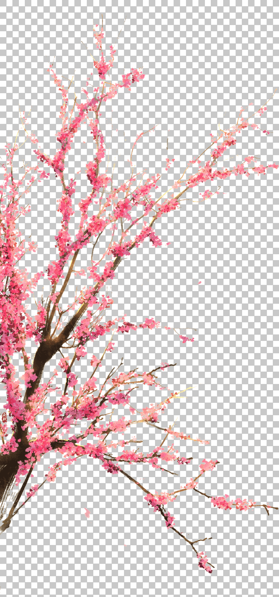 Chinese Cherry Garden Tree Branch