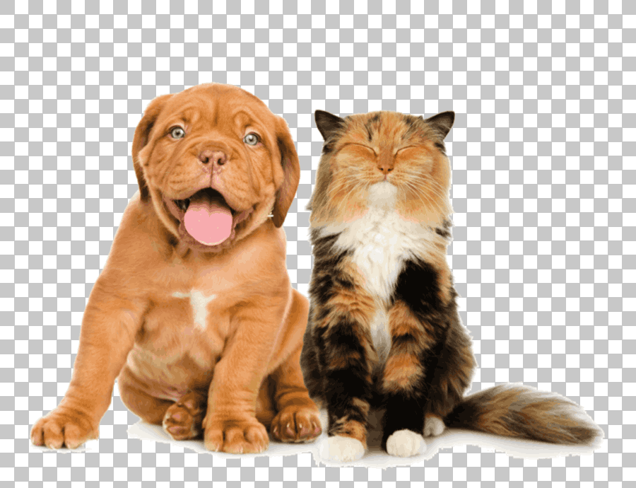 Puppy and Kitten Animals