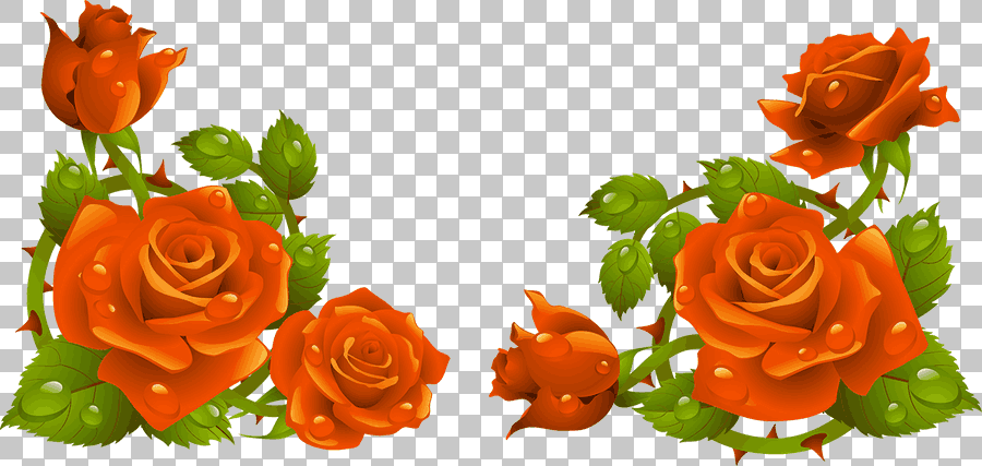 Orange Rose Flower