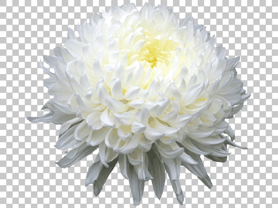 White Chrysanthemum Flower