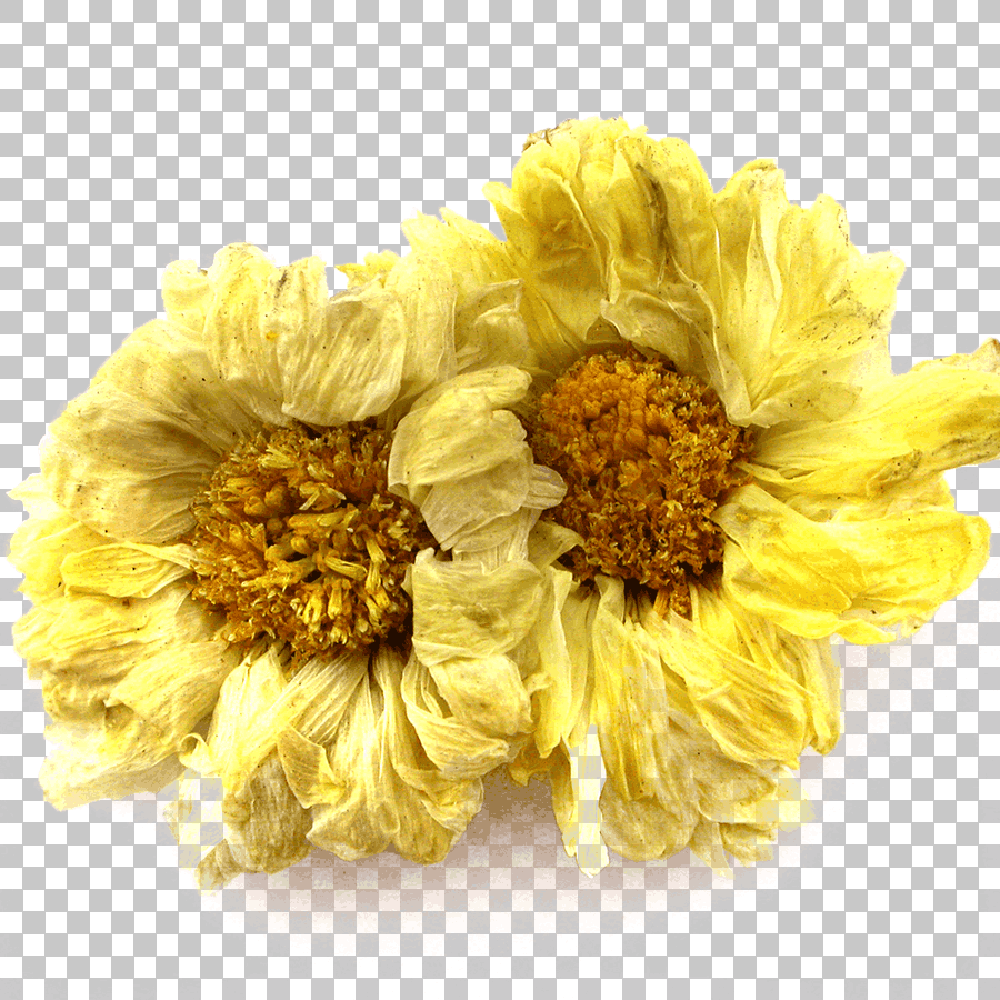 Yellow Chrysanthemum Flowers