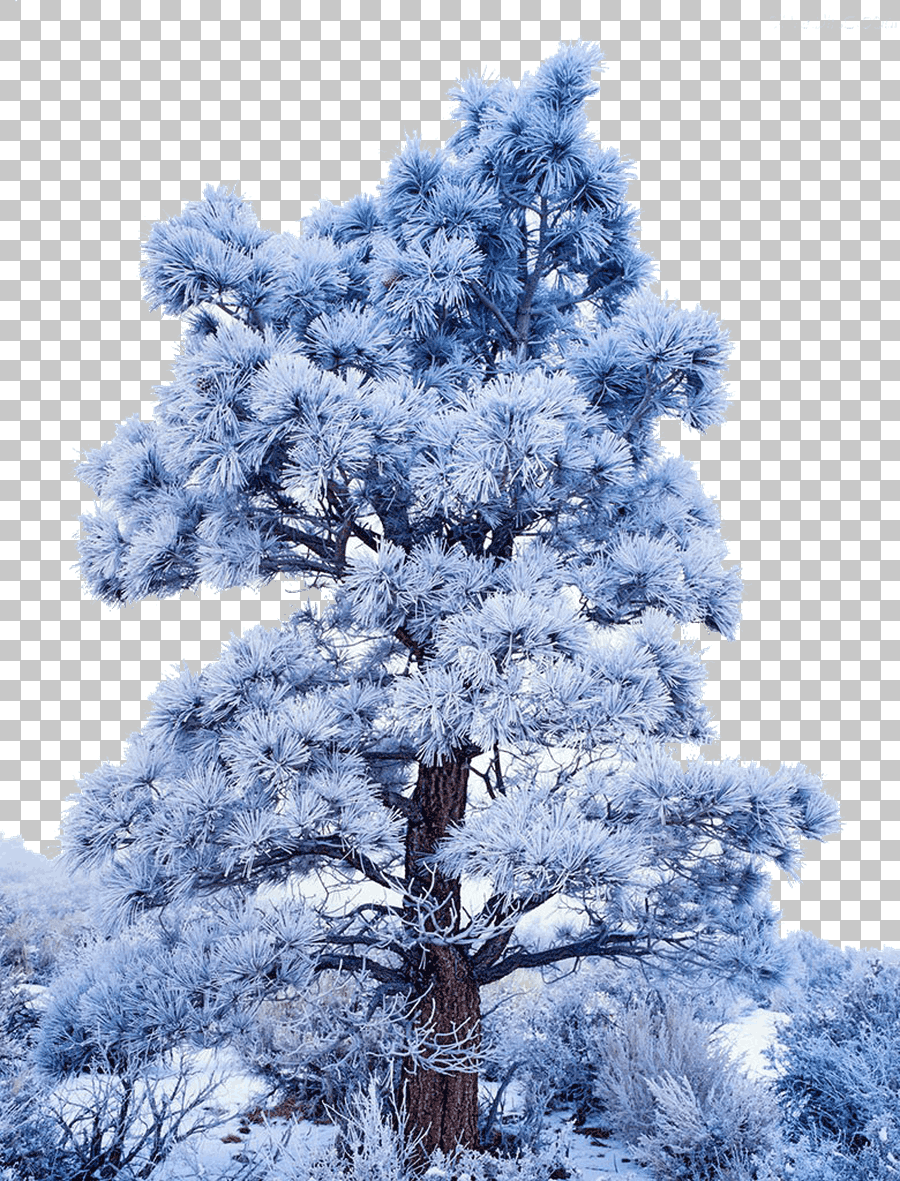 Snowy Tree