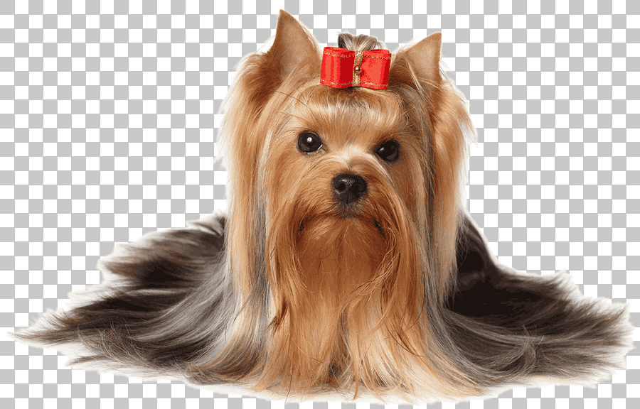 Yorkshire Terrier Puppy