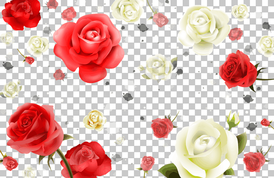 White and Red Roses Illustration