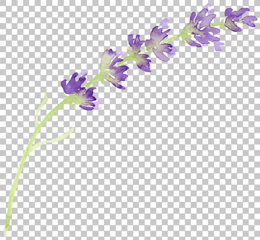 English Lavender Flower Watercolor