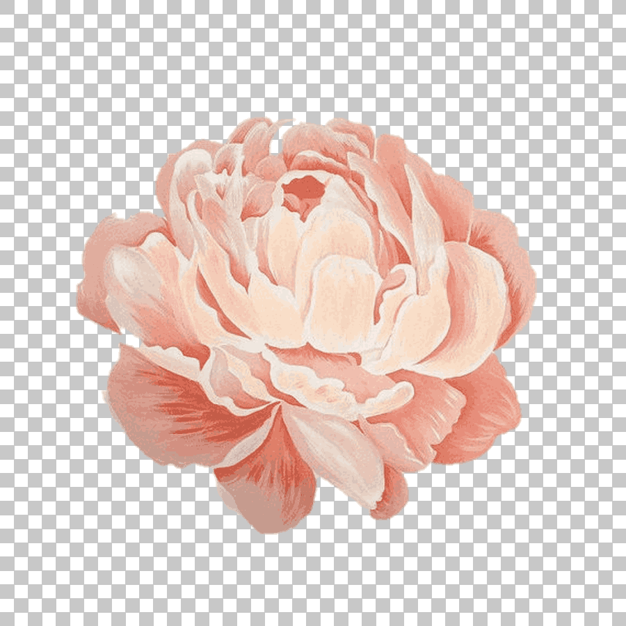 Pink Peony Flower Watercolor