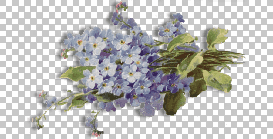 Purple Forget Me Not Flower