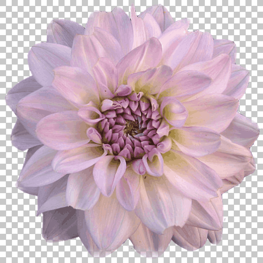 Purple Dahlia Cut Flowers