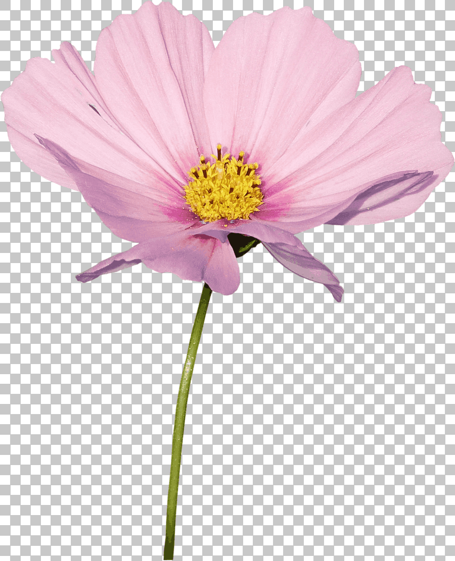 Purple Cosmos Flower Plant