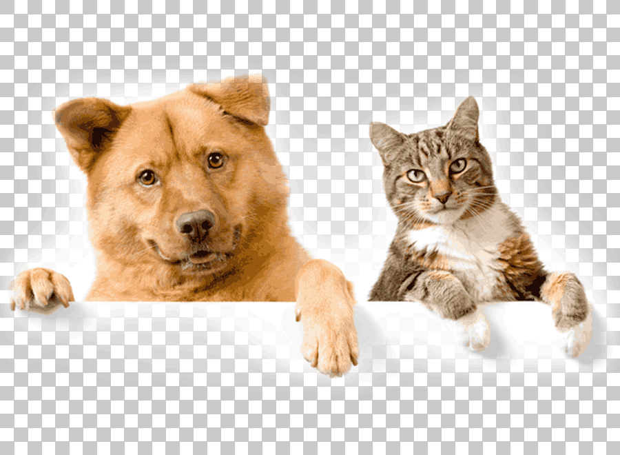 Puppy and Cat with Collar