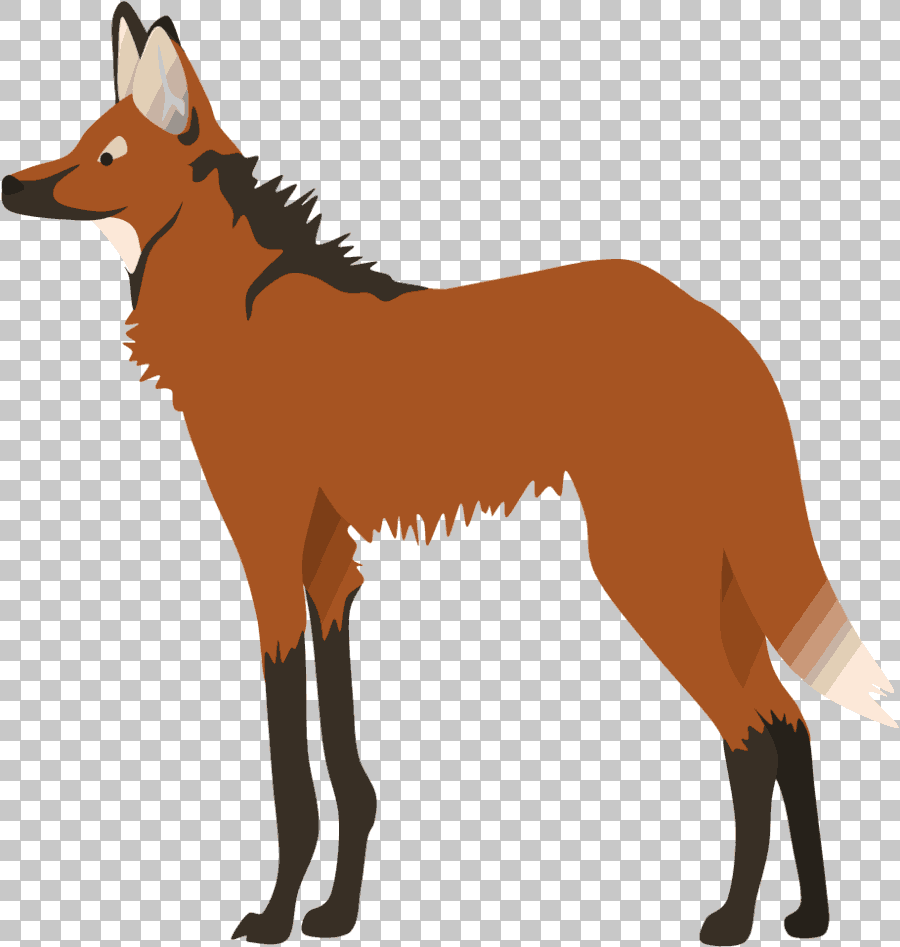 Red Fox Gray Wolf Bongo Male Maned Wolf