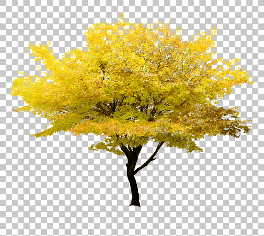 Yellow Maple Tree Branch with Leaves