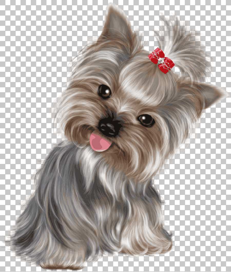 Black and Tan Yorkshire Terrier