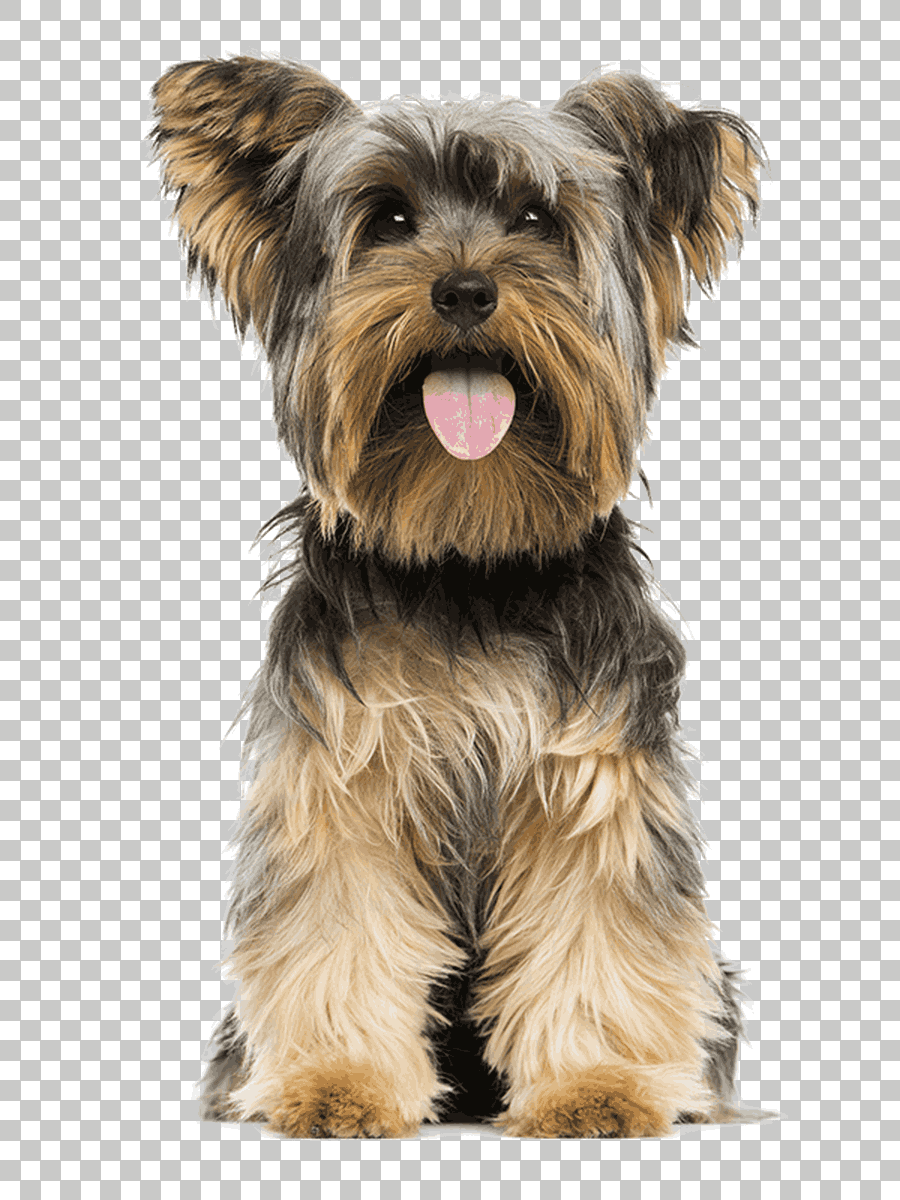 Yorkshire Terrier Yorkipoo Norwich Terrier Airedale Terrier