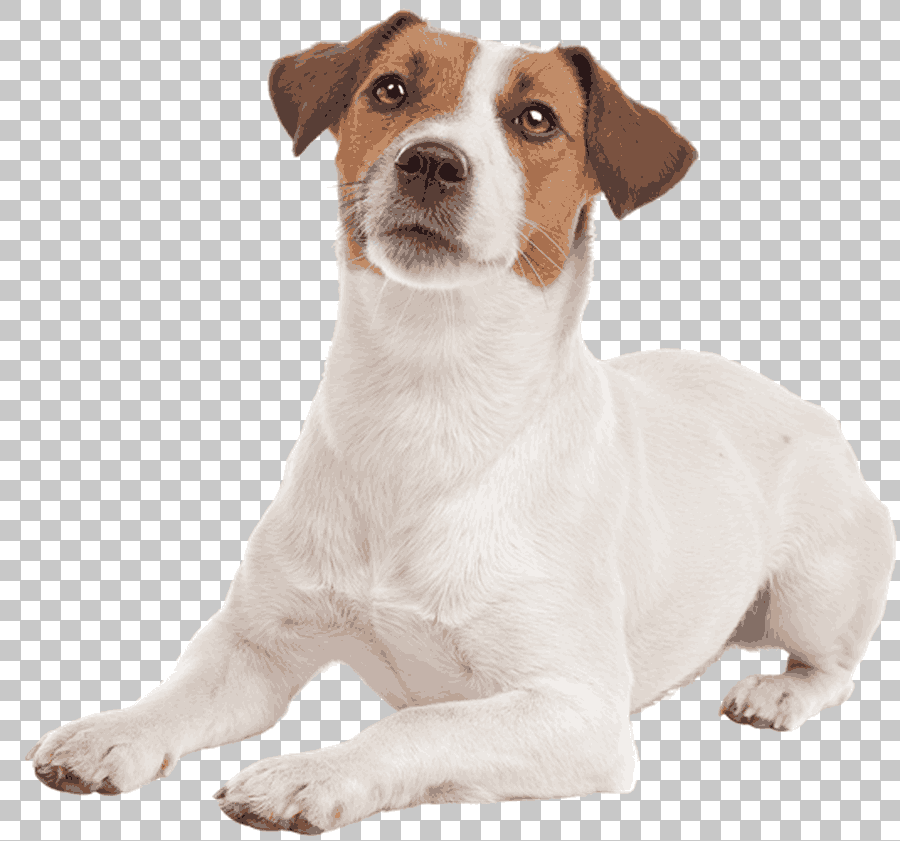 Jack Russell Terrier and Other Terriers