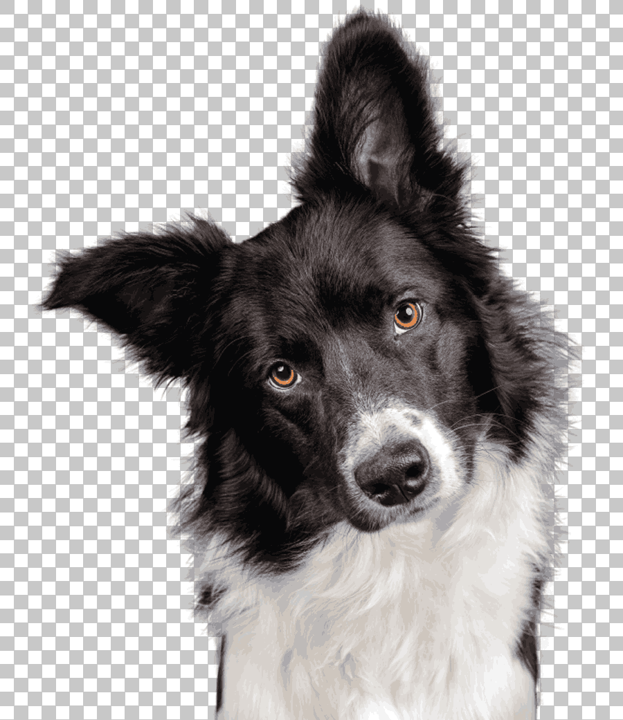 Stabyhoun Border Collie Shiloh Shepherd Dog