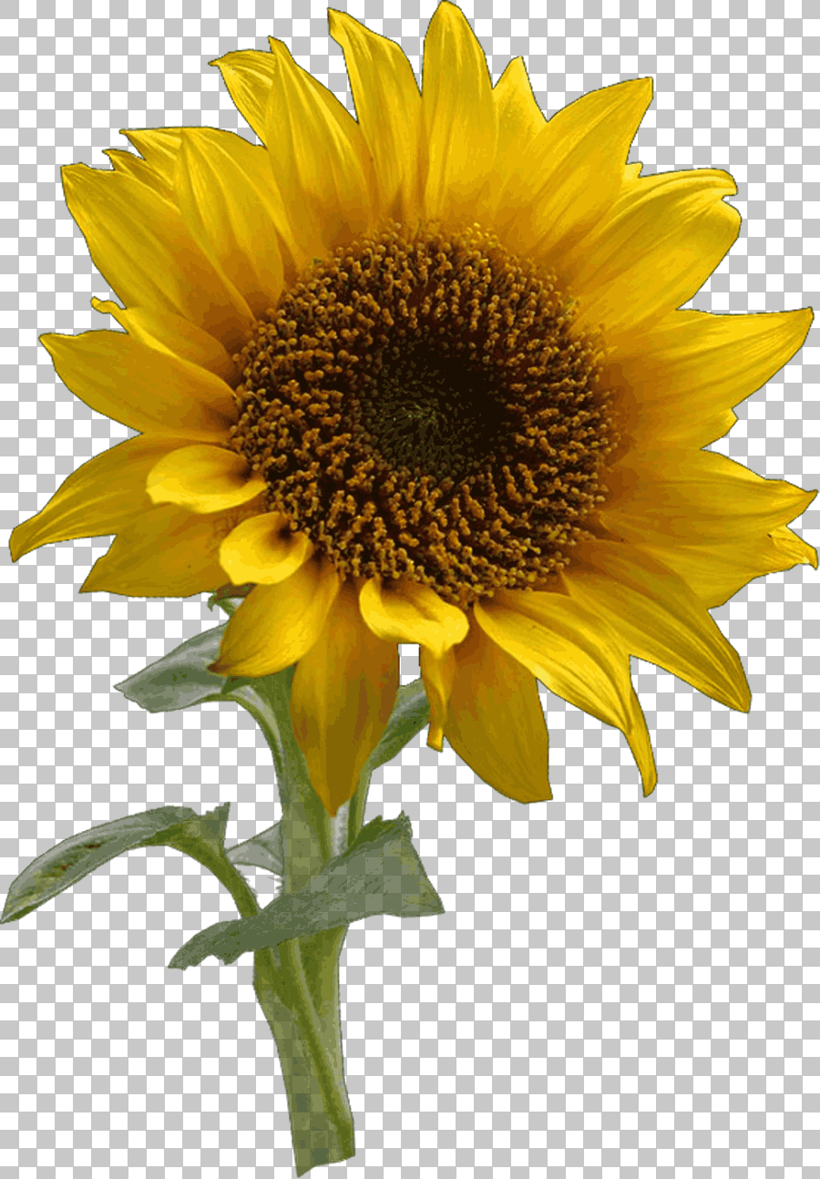 Common Sunflower Drawing