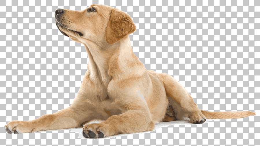 Golden Labrador Retriever Puppy