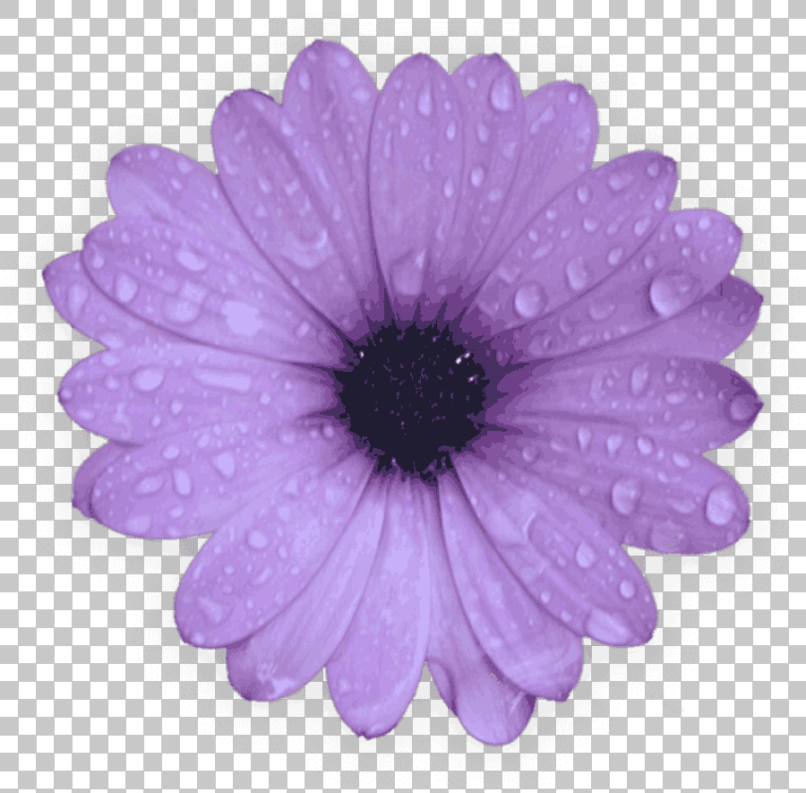 Purple Common Daisy Herbaceous Plant