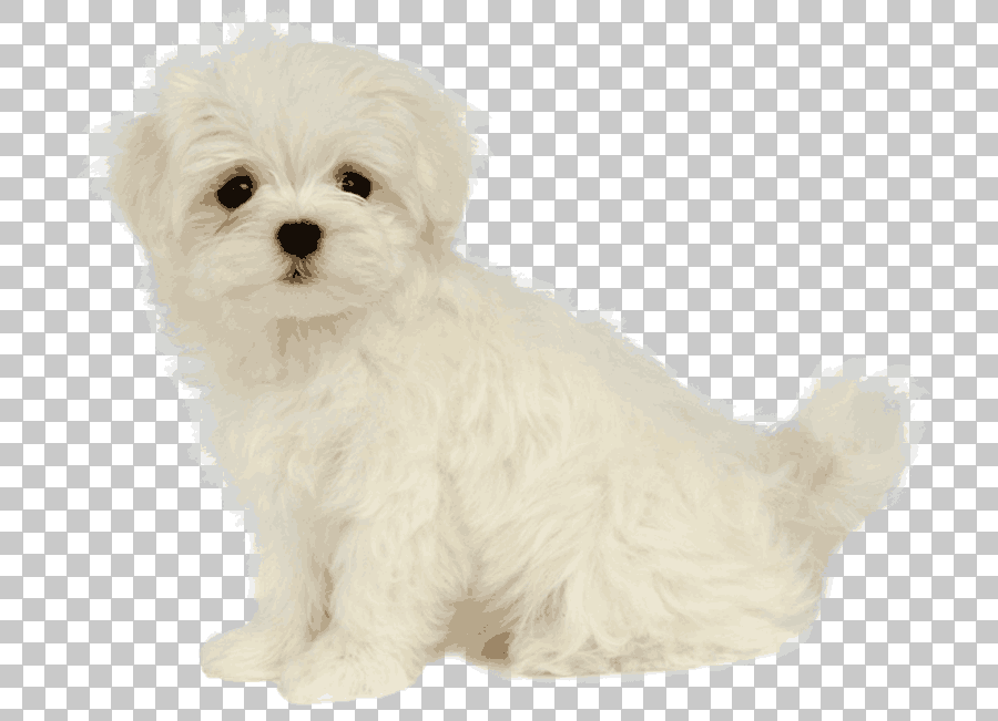 White Long-Coated Puppy