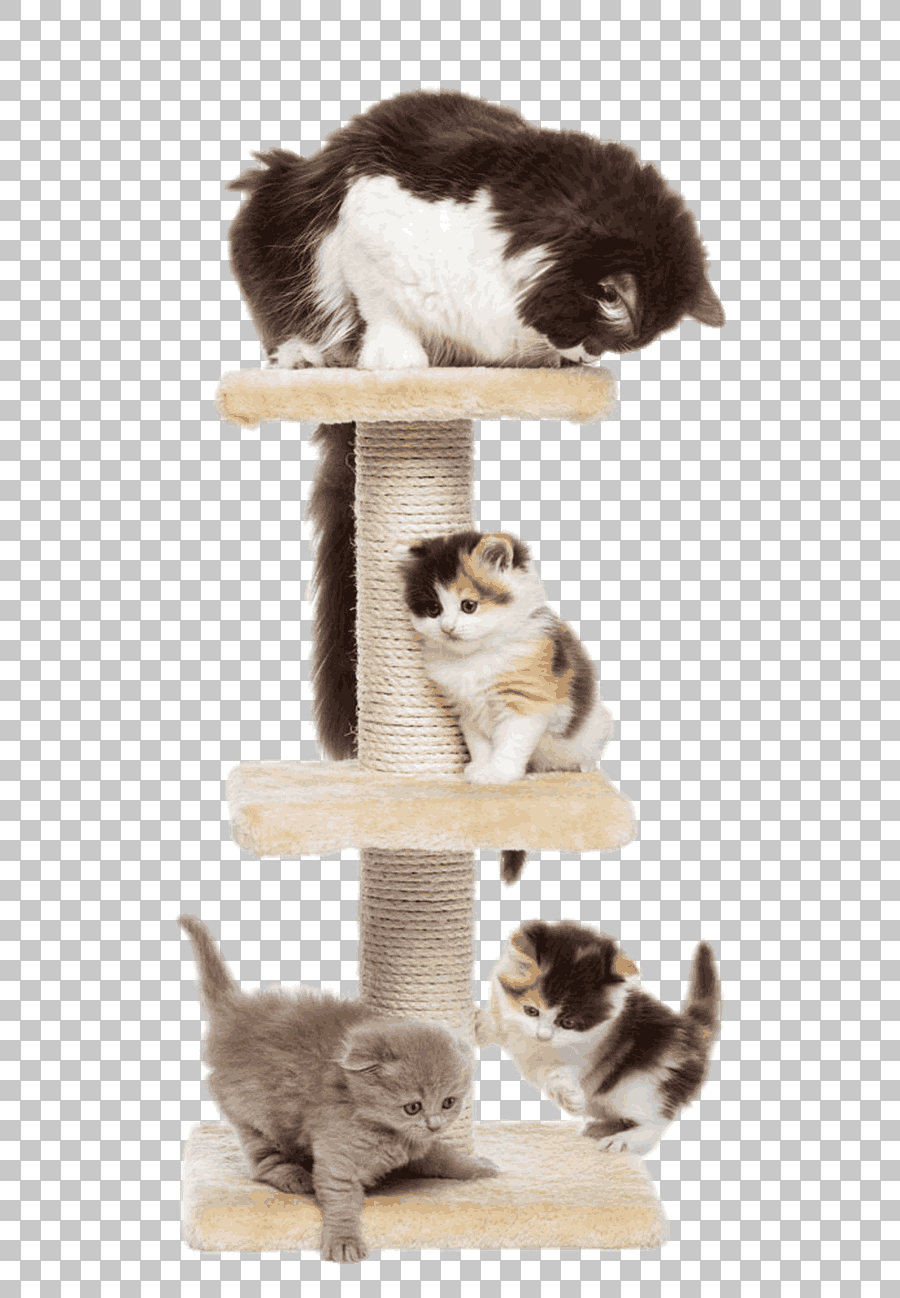 Scottish Fold Kitten and Cat Tree