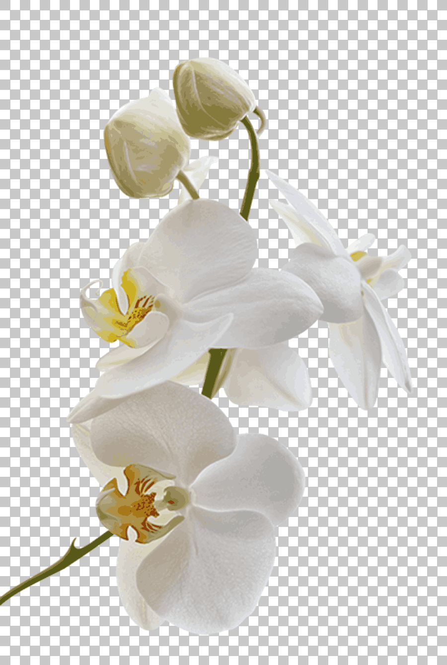 White Orchid Flowers Stem