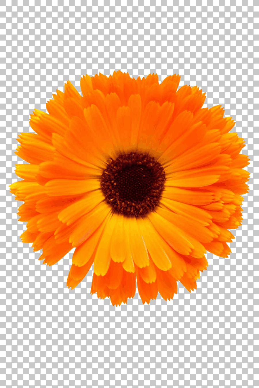 Orange Transvaal Daisy Flower