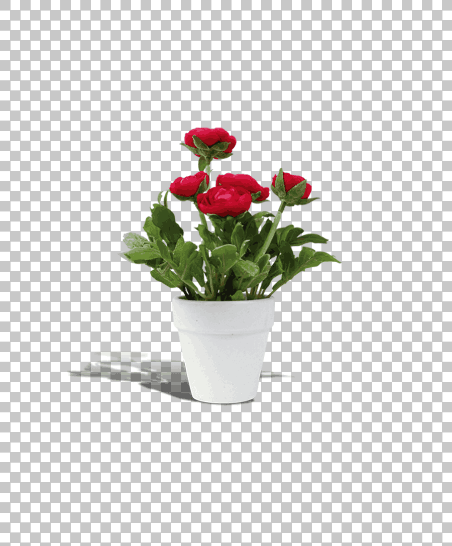 Red Flowers in White Pot