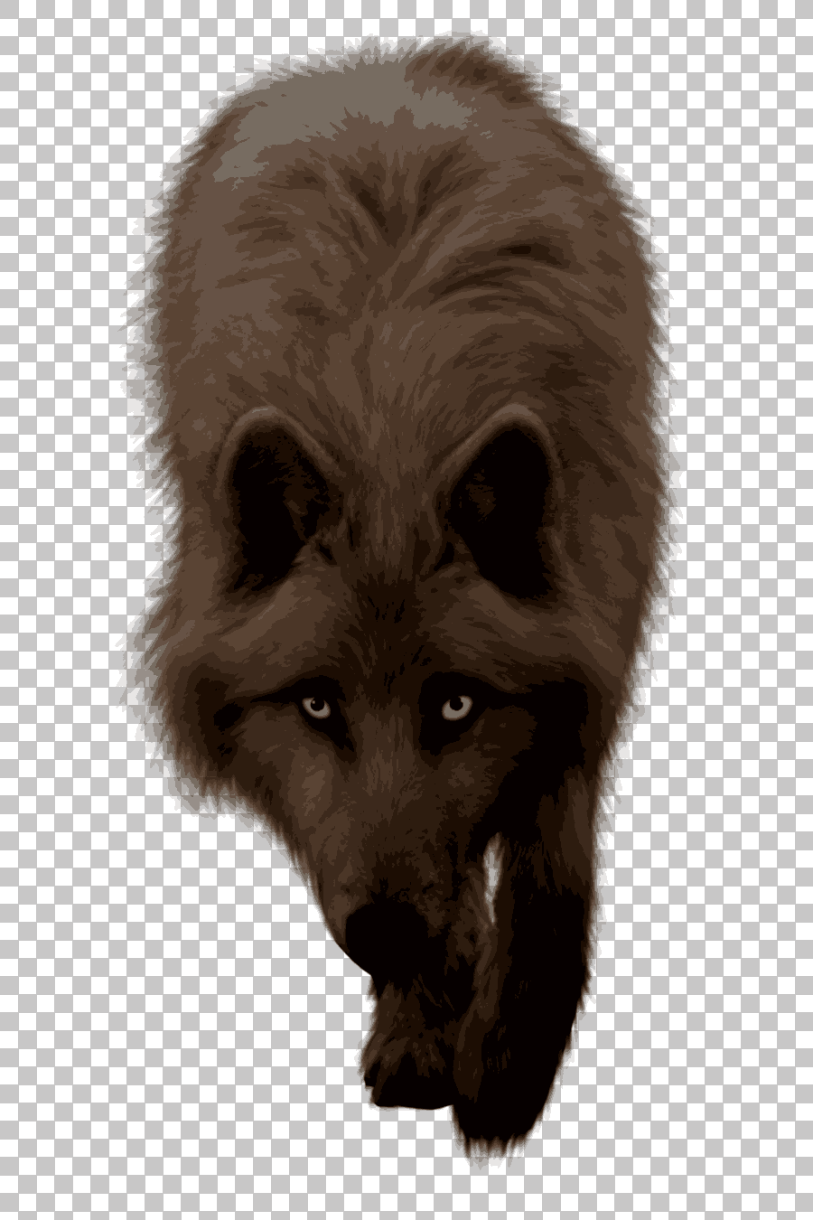 Gray Wolf Drawing